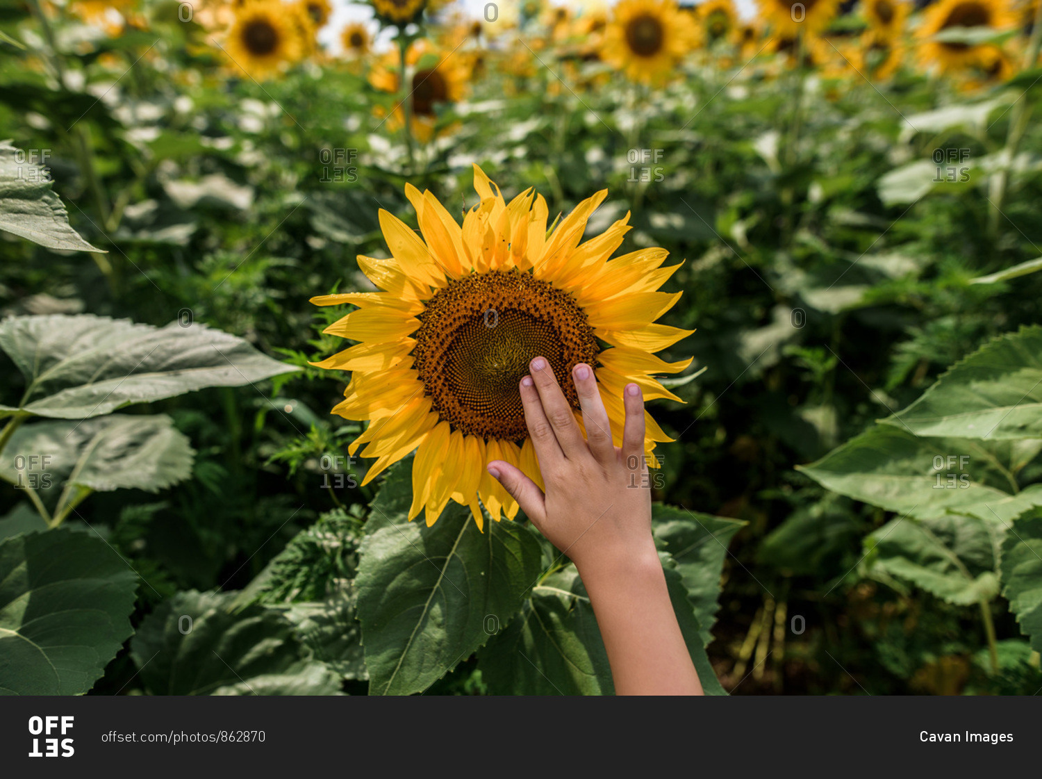 close up of a child's hand reaching up to touch a sunflower