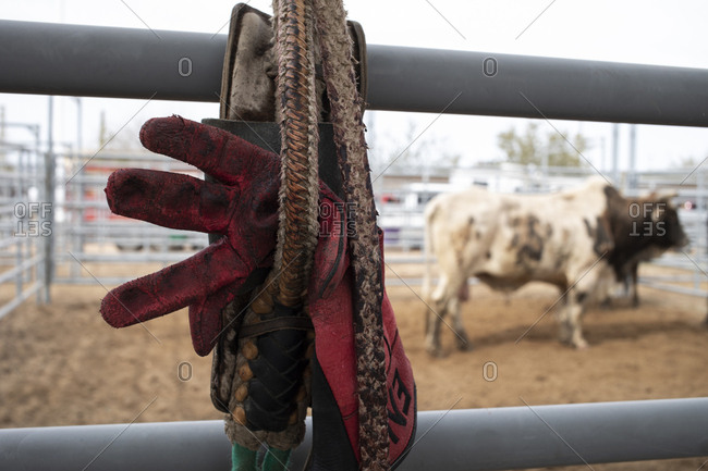 A pen holds bulls and cattle for Arizona black rodeo events stock photo -  OFFSET
