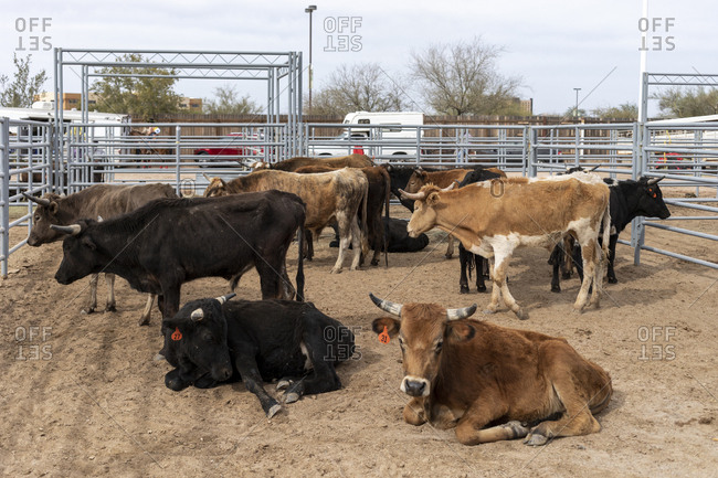 A pen holds bulls and cattle for Arizona black rodeo events stock