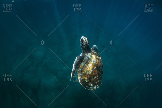Close-up of sea turtles swimming underwater
