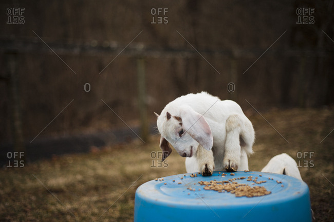 A baby goat eating food on top of a blue buckets