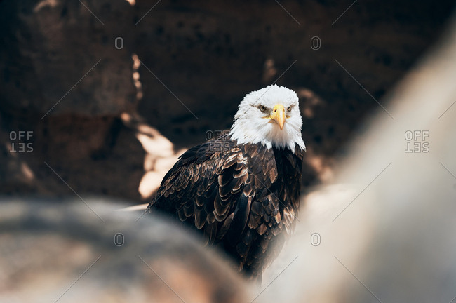 Black strong bald eagle with white feathered head watching attentively