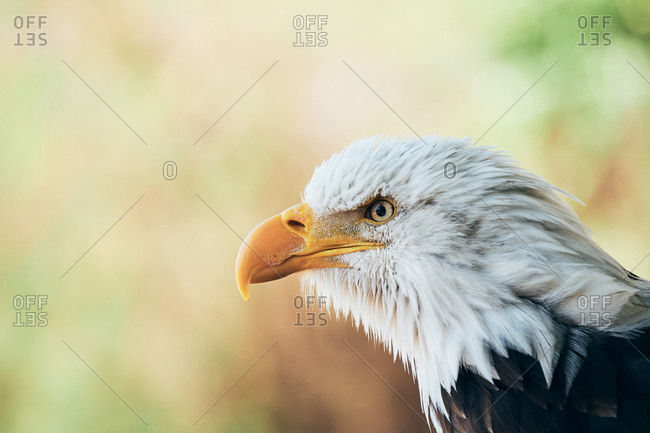 Head of serious concentrated bald eagle attentively looking around