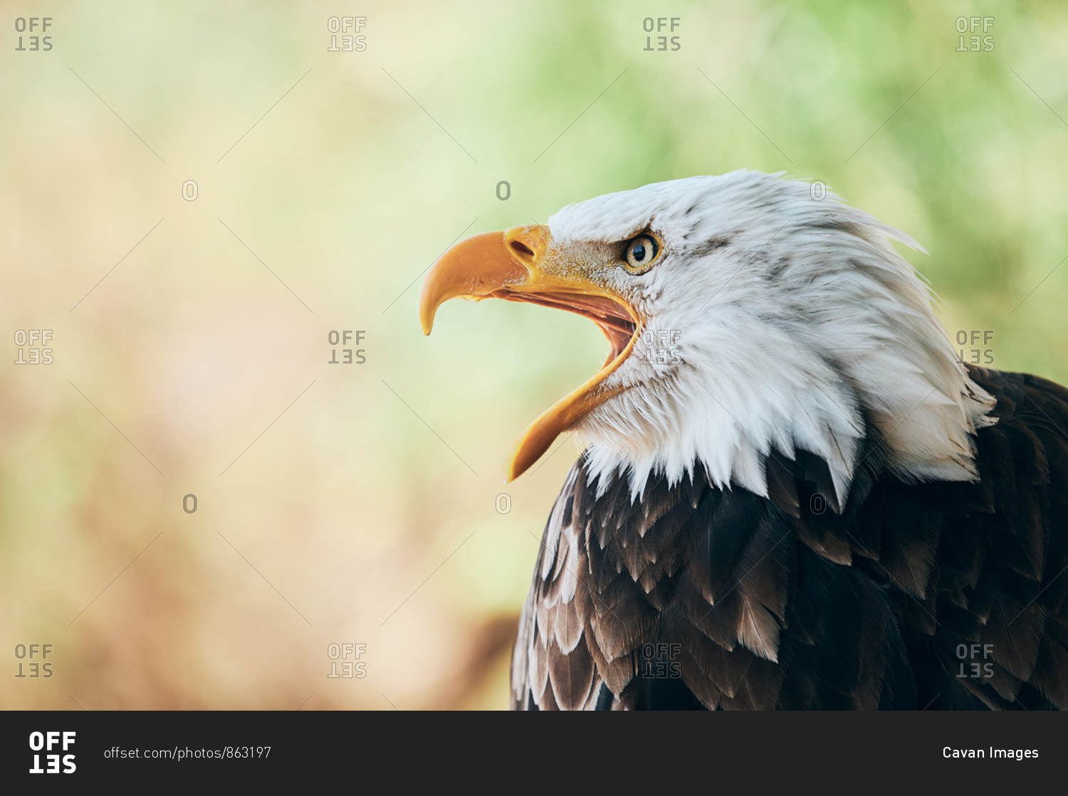 Gorgeous eagle crying with beak wide opened
