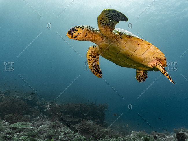 Hawksbill turtle in the tropical waters of Raja Ampat