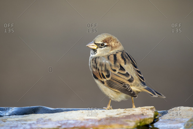 Homemade sparrow (Passer domesticus) perched on a rock.