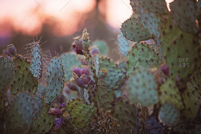 prickly pear cactus stock photos - OFFSET