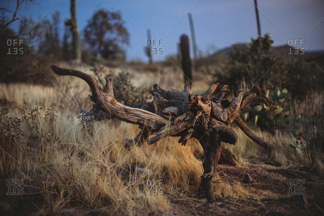 Dead Wood