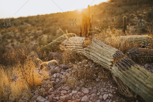 Fallen Saguaro