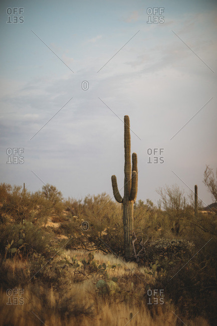 Lonely Saguaro