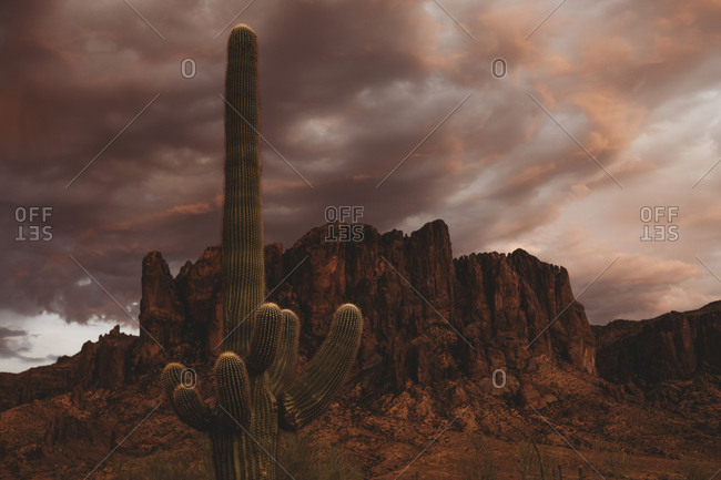 Cactus and the sky