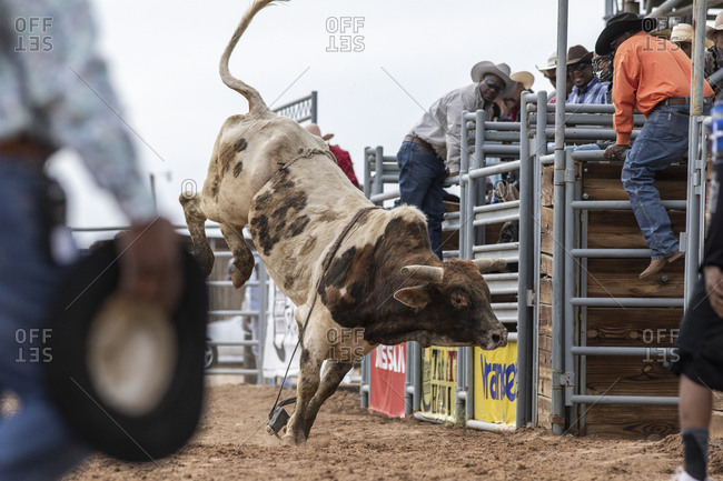 A pen holds bulls and cattle for Arizona black rodeo events stock photo -  OFFSET