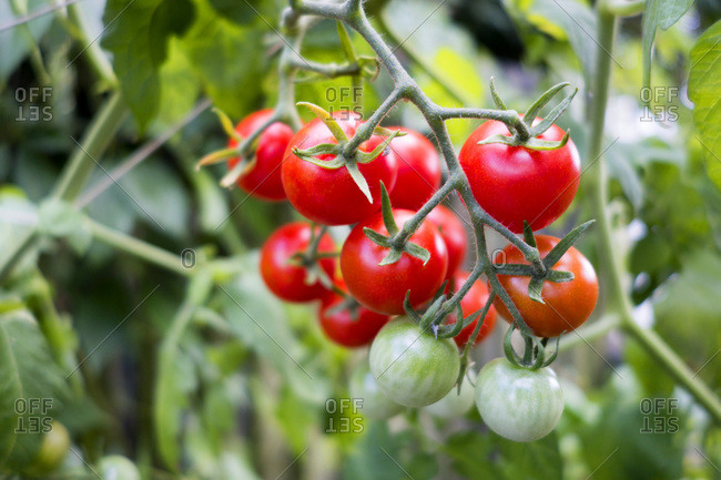 Organic tomato plant- red and green tomatoes