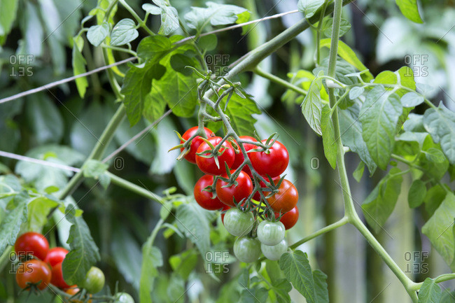 Organic tomato plant- red and green tomatoes