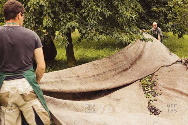 Two men during cherry harvest in orchard- laying out tarpaulin