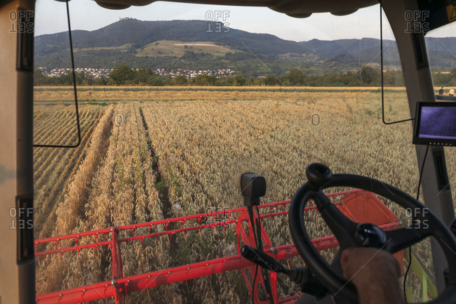 Organic farming- wheat field- harvest- combine harvester in the evening