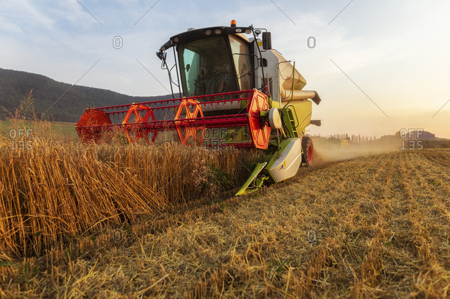 Organic farming- wheat field- harvest- combine harvester in the evening