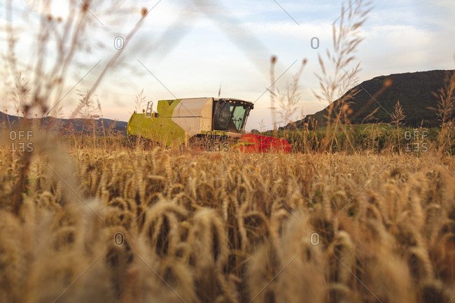 Organic farming- wheat field- harvest- combine harvester in the evening