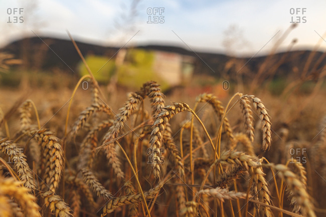 Organic farming- wheat field- harvest- combine harvester in the evening