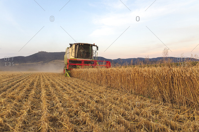 Organic farming- wheat field- harvest- combine harvester in the evening