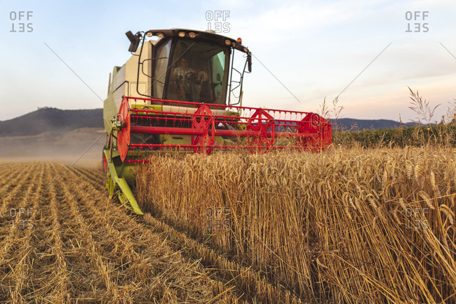 Organic farming- wheat field- harvest- combine harvester in the evening
