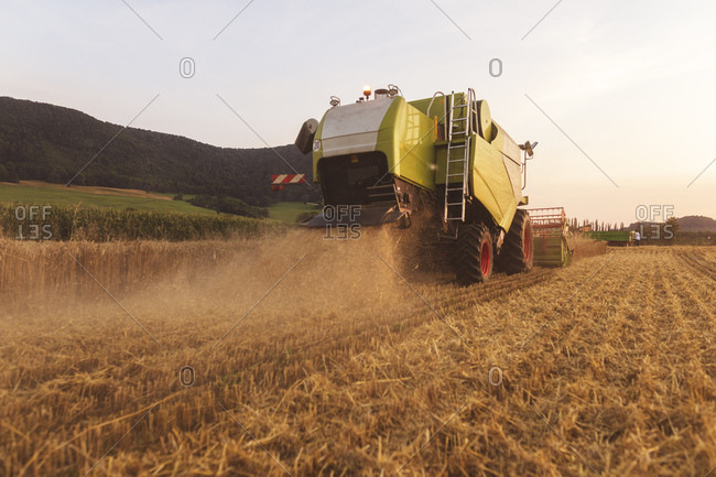 Organic farming- wheat field- harvest- combine harvester in the evening