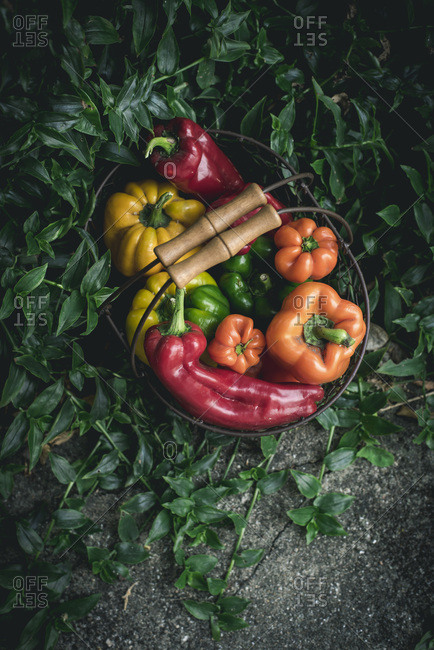 Fresh Peppers from the garden