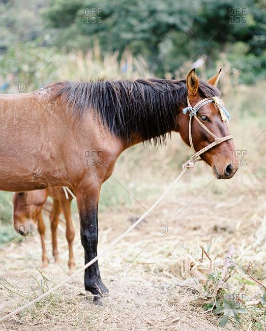 Brown horses in rural Guatemala