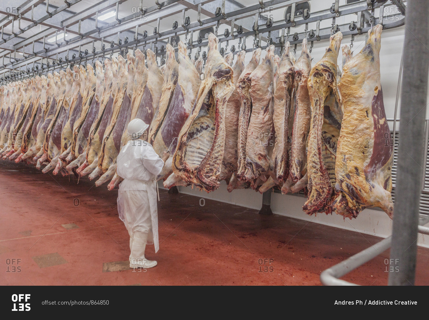 19 fotos de stock e banco de imagens de Halt The Butchery - Getty Images
