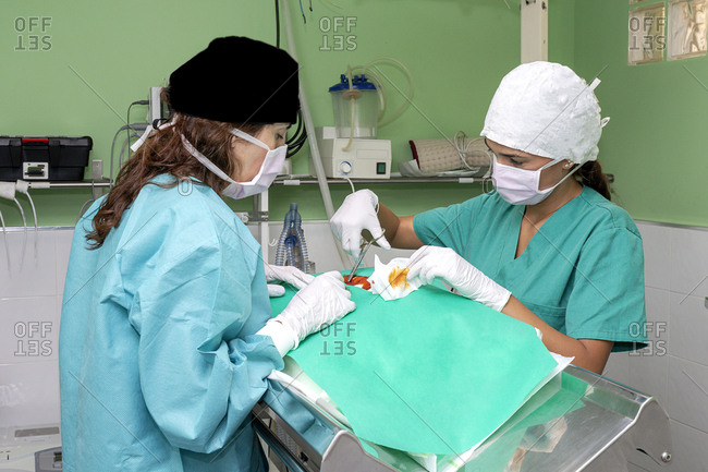 Surgeon and nurse standing in operating room by metal table and working at covered patient in veterinary clinic