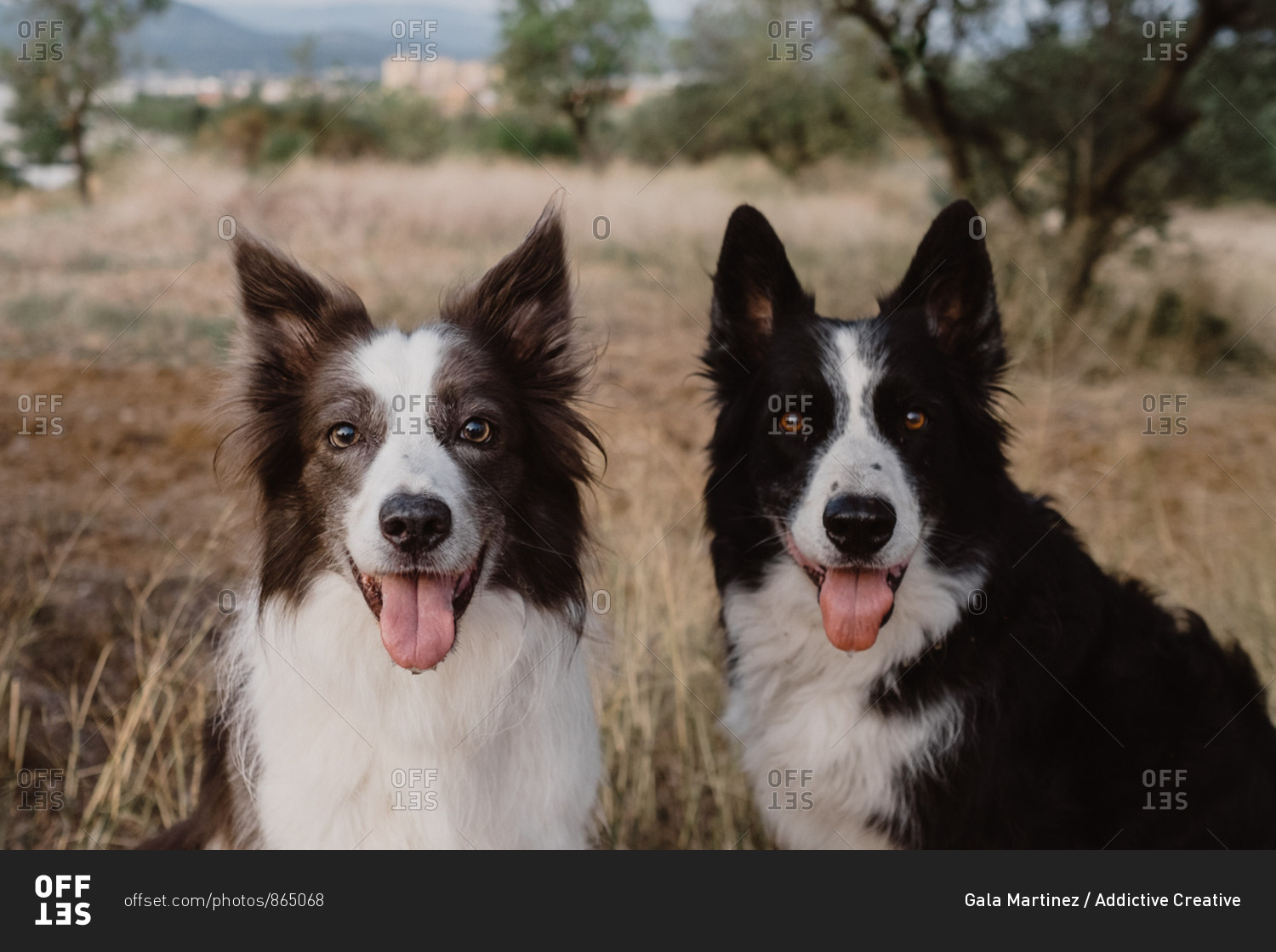 what are border collie ears