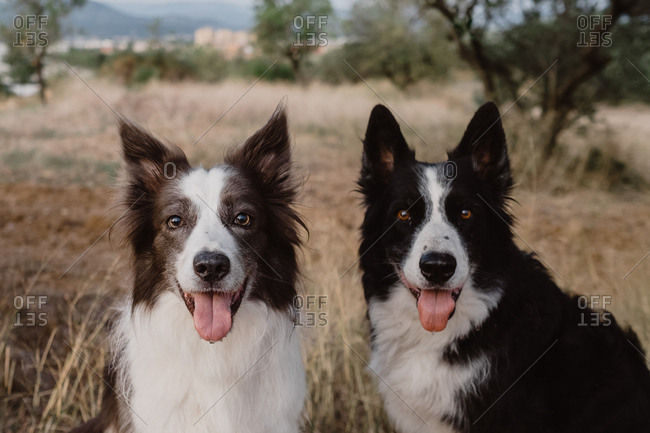 are collies ears naturally tipped