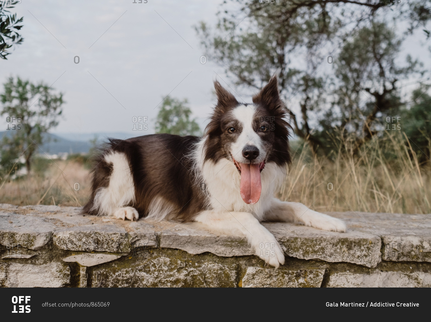 what are border collie ears