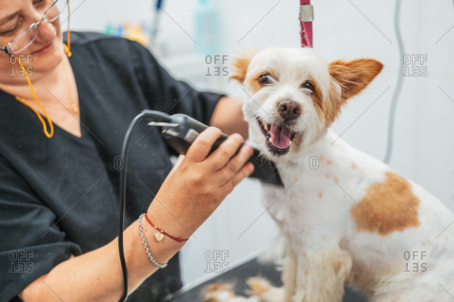 Crop woman in uniform using electric shaver to trim fur of cheerful terrier dog while working in grooming salon