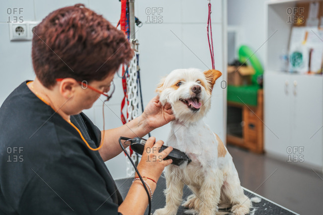 woman in uniform using electric shaver to trim fur of cheerful terrier dog while working in grooming salon