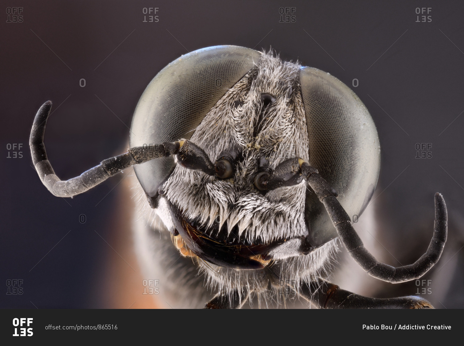Closeup of magnified grey head of flying insect with round convex green eyes