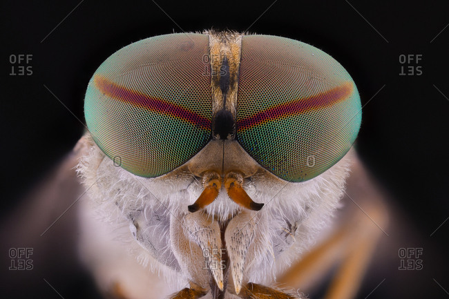 Closeup of magnified grey head of flying insect with round convex green eyes