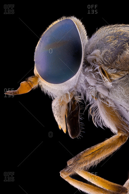 Side view of black glossy flying incest with threatening antennae large eyes and transparent wings