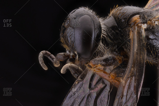 Side view of orange fluffy flying incest with brown antennae and ornamental large eyes