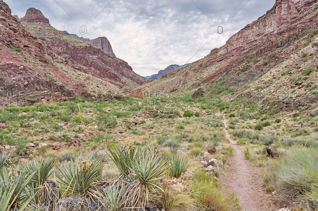Desert plants on the North Kaibab Trail, Grand Canyon National Park, Arizona