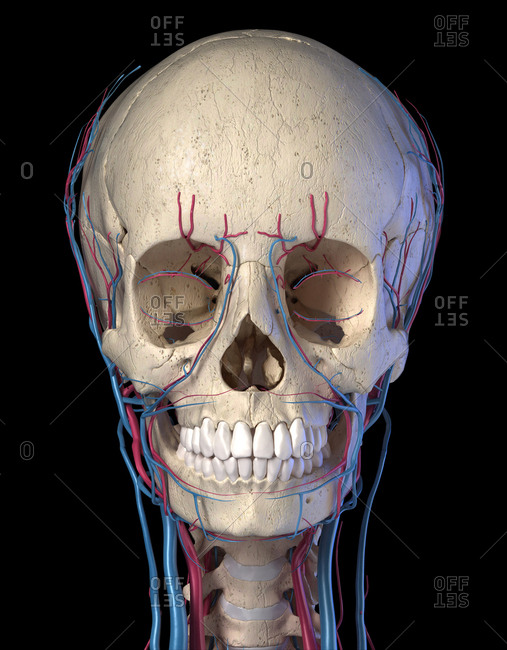 Vascular system of the human head viewed from the front. Computer 3d rendering artwork. On black background.