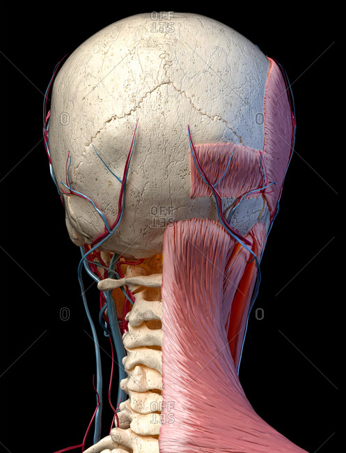 Human Skull Stock Photos Offset