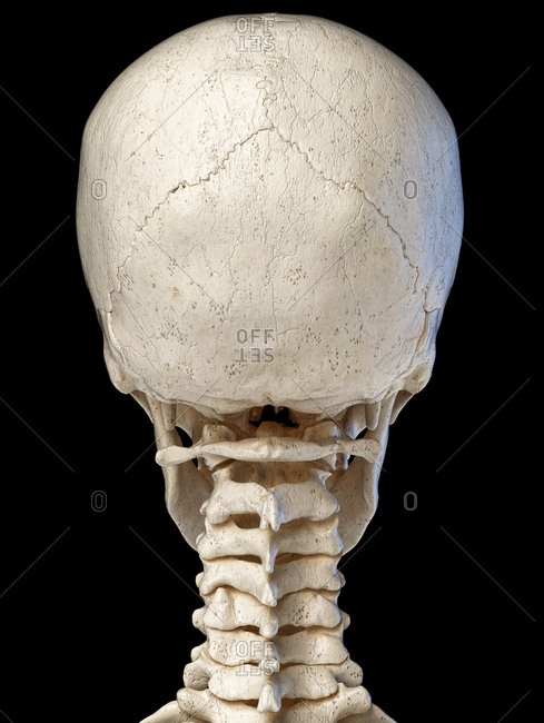 neck bone anatomy