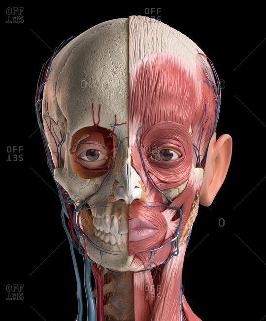 Human head anatomy 3d illustration. Showing skull, facial muscles, veins and arteries. On black background.