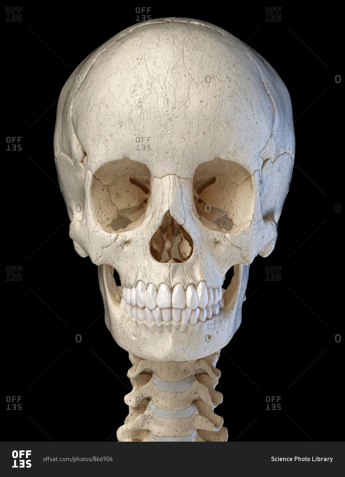 Human skull bones - Stock Image - C019/8342 - Science Photo Library