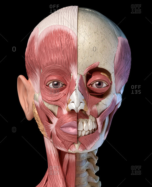 Human anatomy 3d illustration of the head muscles full on left side and partial on right side. Anterior view on black background.