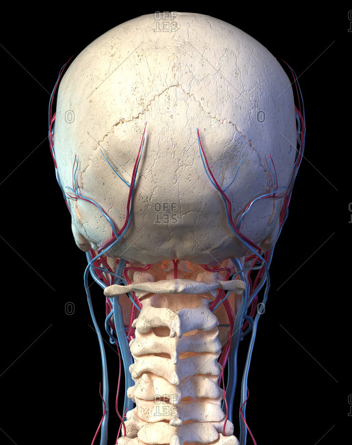 Vascular system of the human head viewed from the back. Computer 3d rendering artwork. On black background.