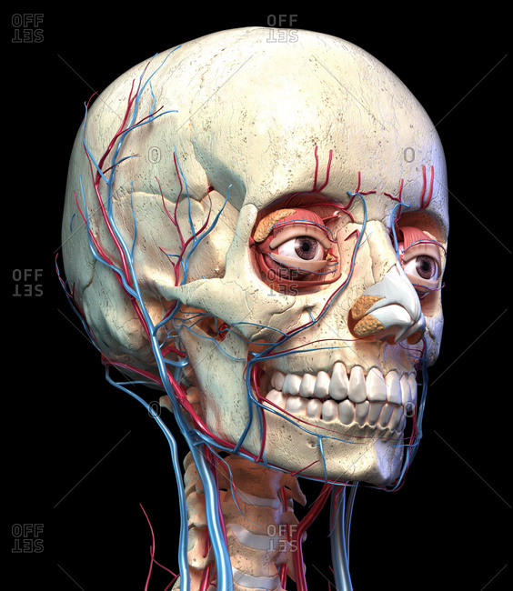 Human anatomy, Vascular system of the head viewed from perspective angle. Computer 3d rendering artwork. On black background.