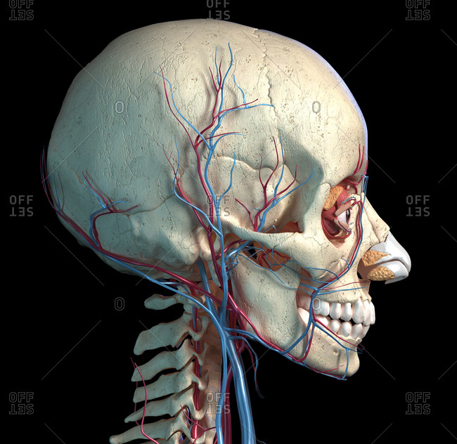 Human anatomy, Vascular system of the head viewed from a side. Computer 3d rendering artwork. On black background.