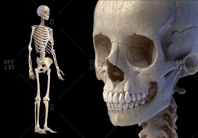 Human anatomy 3d illustration of the skull close up and full skeleton. On black background.